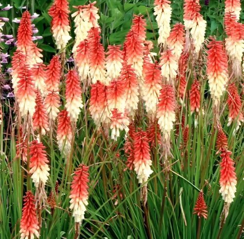 Jaunstāds - Knifofija 'Orange Vanilla'